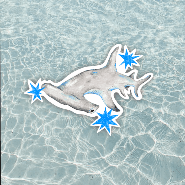 sticker requin marteau